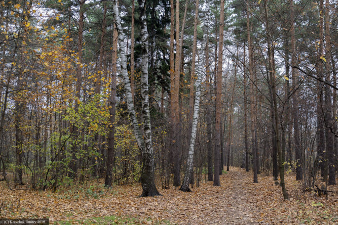 Осенняя дорога в парке